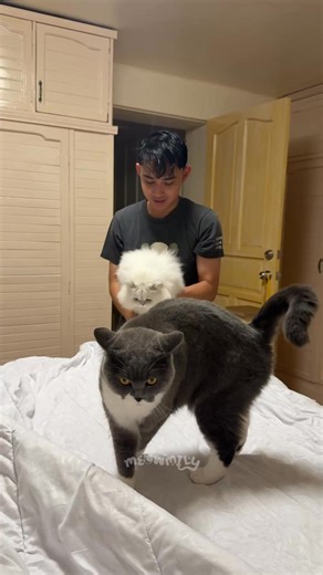 22K views · 1.1K reactions | Face card | Meowmily | Facebook