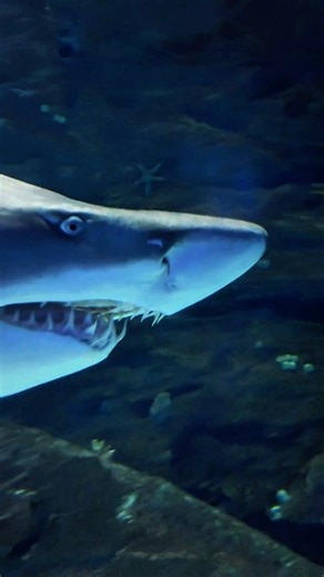 O tubarão mais imprevisível do mar! #shorts #curiosidade