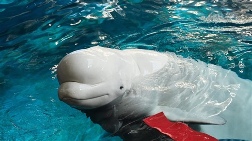 Beluga whale Nunavik returns to Georgia Aquarium