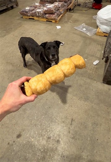 Y’all…check out these giant buckets of our world-famous 12” Beef Cheek Rolls! The Pack requested a bulk option…so to celebrate Cheek Week…we dropped the 14-count Big Dog Bucket! Check them out before Wild Wolf Odin eats them all! 🤠 Happy Chewing! 🥳🐺 #doglovers #dogchews #dogtreats #fyp #tiktokshopstockup