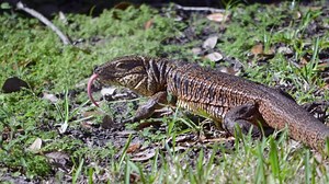 Residents on the lookout for exotic lizard running loose in Lakeland neighborhood