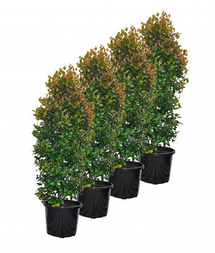 Lilly Pilly Big Red SUPER ADVANCED 400mm pot | Hedging & Screening