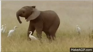 Baby elephant doing the helicopter on Make a GIF