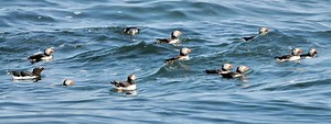 National Audubon Puffin Watch - from New Harbor | Hardy Boat