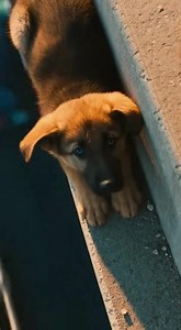 185K views · 9.5K reactions | HE CLIMBED OVER THE LEDGE WHILE THE...