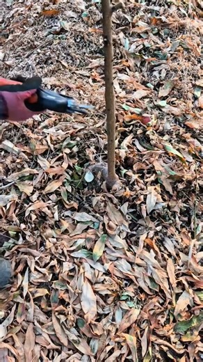 Death peach tree pruning #satisfying #pruning #shorts #treecare