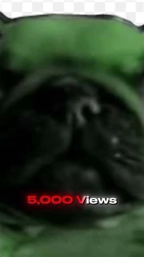 Respect alien pibble❤️