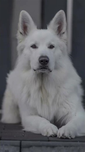 The Hidden Genetic Secret of White German Shepherds 🧬❄️