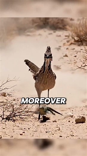 One of the World’s Fastest Birds Roadrunner⚡🐦