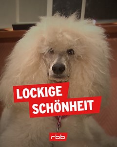Schlau, lieb, freundlich, verschmust: Der Pudel - für viele der ideale Begleiter. | rbb