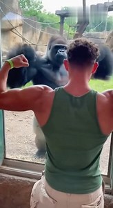 Gorilla Copies Bodybuilder’s Pose! 💪🦍 #fblifestyle | Viral Clips