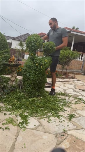 Elie on Instagram: "Transform Your Garden with Professional Hedging by Elie Landscaping Give your outdoor space a crisp, clean, and perfectly shaped finish with our expert hedging services. We specialise in detailed trimming for all hedge types — from Buxus to Murraya, Viburnum, Lilly Pilly, and more — leaving your garden looking sharp, healthy, and beautifully maintained. Whether it’s a full property tidy-up or regular scheduled maintenance, we deliver top-quality results with precision and car