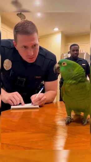 Wild animals and pet parrots that are very playful in their habitat or with friends. #parrot #parrots #parrots | Strange Animal Planet