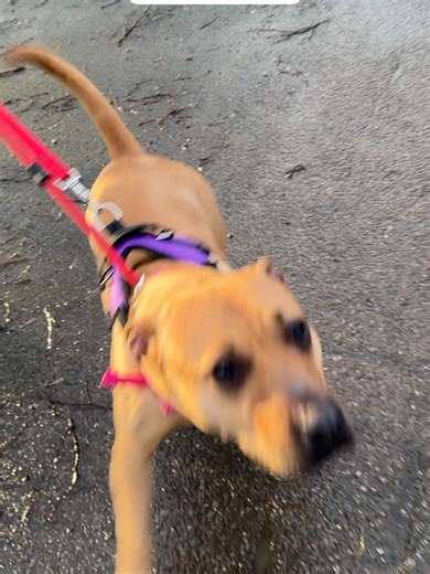 BERTHA IS BACK - AND HER LITTLE HEART IS BREAKING 🌸 Around 3 years old • Loving • Sensitive • Overwhelmed by the world Bertha has returned to us after a week‑long trial… and this time, it wasn’t another dog, or anything she “did wrong.” She simply couldn’t cope with the noise and movement outside the home. The hustle and bustle frightened her, and she struggled to settle. This girl tries so hard to be brave, but the world has not been kind to her and busy environments are just too much for her 