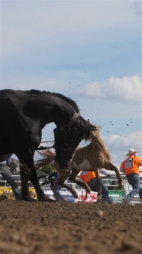 3.7K reactions · 118 comments | It’s getting WILD at the Bucking Horse Sale⚡️ We hope you are here having fun with us落 #mcbhs #milescitybuckinghorsesale #bhs #wild #horses #wildhorses #race #wild | World Famous Miles City Bucking Horse Sale | Facebook