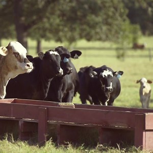 Through good years and bad, we’ve been there, working with Texas farmers and ranchers to build legacies and keep traditions alive. | Capital Farm Credit