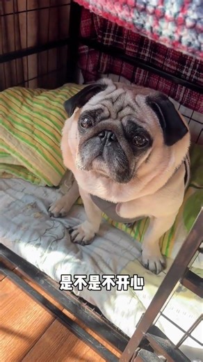 Pug Dog Daily Life: Discover the Unforgettable Joy of Pet Ownership