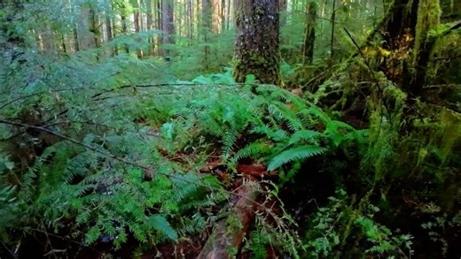 Michael 🤓 on Instagram: "Nerf Hijinx build I took to Oregon this past weekend! 🙇‍♂️ Printed entirely out of @protopasta and @matterhackers filaments! I used Choclate Eruption brown, Forest Fantasy green, Atomic Age gray, and Build Series green TPU! I also added a bipod and carry handle, as well as an optic I was able to borrow from one of the awesome PNW locals! All prints done on the @bambulab_official H2D! Find links to everything I used in my bio!"