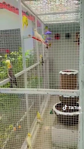 Exploring Birds House in Pakistan: A Unique Experience