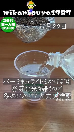 スタバカップで簡単二十日大根水耕栽培