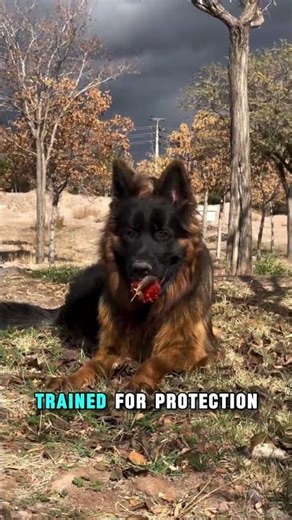 Inside the Identity of the German Shepherd Breed #dogfacts #germanshepherd #viralshorts2026