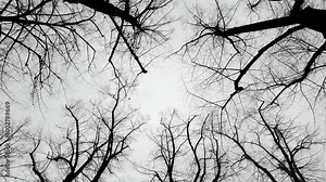 Winter concept: Sad black and white winter scenery: Leafless black tree branches isolated against a white sky
