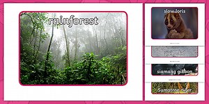 Rainforest Photo Pack