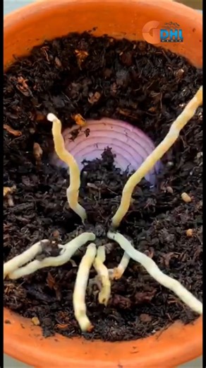 How to Get Green Leaves and Long-Lasting Flowers on Orchids #shorts #garden #satisfying
