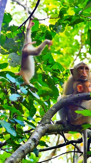 15K views · 685 reactions | A little drop of wonder lighting up the wild  | Monkey love | Facebook