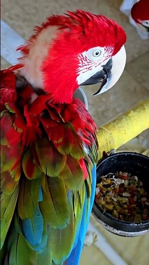 Macaw Care ,please follow us and share our videos to help more birds 🐦
