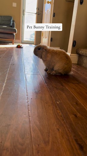 65K views · 1.6K reactions | Rabbits can be tricky to handle,...