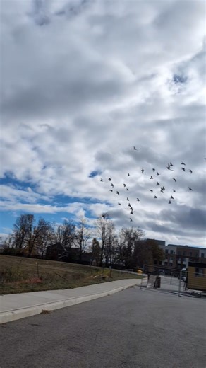 9.8K views · 494 reactions | A PERFECT ROCK DOVE RELEASE DAY! The air was cool. The skies were bright and blue. The small resident flock welcomed our released newbies in a dance of flight! | Shades of Hope Wildlife Refuge | Facebook