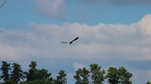 Una dintre cele mai rare păsări din România a fost fotografiată în zona unui lac