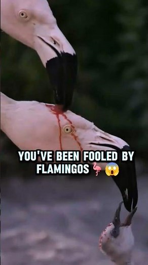 Nature is crazy… flamingos feed their babies RED milk🤯🤔 #animalfacts#flamingo#shorts#facts