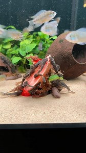 Ancistrus sp. LDA 16 | ZOOBOX.de