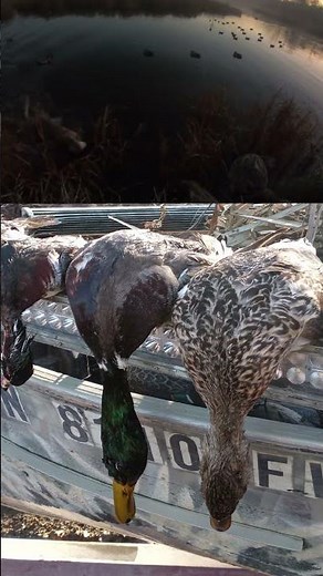 Duck hunting season, Minnesota