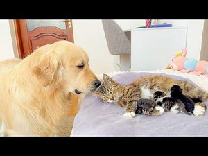 Golden Retriever Meets Mom Cat with Newborn Kittens for the First Time!