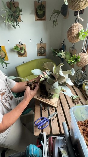 藍貓拆芽～ 側芽準備當抽獎禮物🎁 （艸植感投票） Blue Cat offshoots The side pups are getting ready to be the raffle gifts 🎁 | 魏蕨 Wei fern