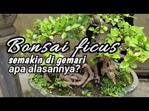 Mengenal macam-macam ficus