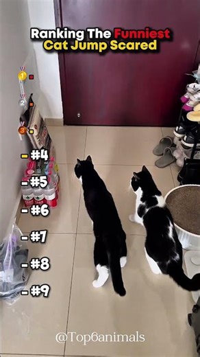 Ranking The Funniest Cat Jump Scared 🤣 #shorts