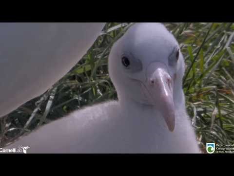 Royal Albatross ~ Closeups of Plateau Chick Now Weighing 2.6kg! ⚖️ 💕 WYL Returns Home! 2.25.26