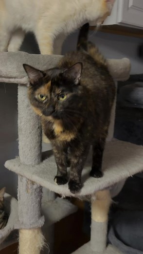 Funny Cat Names and Cute Cat Talk: Tolerating My Weird Cats