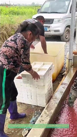 Vers rouges dans la boue : la récolte et le conditionnement des larves aquatiques