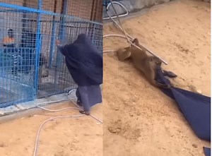 Watch: Lady shocked as baboon escapes enclosure and attacks her (Video)