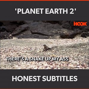 6.7M views · 25K reactions | Here's what that Iguana was really thinking....  | The Hook | Facebook