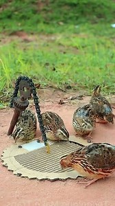 692K views · 2.7K reactions | Creative DIY Quail Trap Technique #shorts #reelschallenge | Bird Trap | Facebook