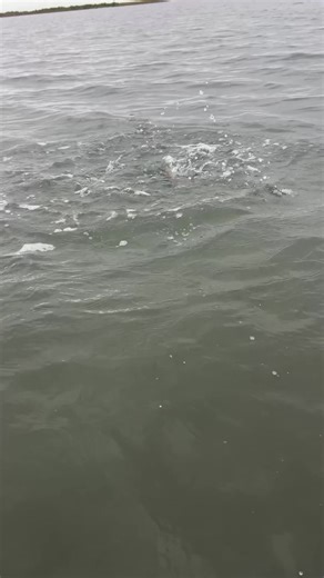 I accidentally left a paid post on free for 11 hours — and four different waders enjoyed a good bite using it the next morning, based on the texts when I got in. Northeast breeze. Depth/water column assessment. Structure identification. Same setup I laid out. It confirmed two things: 1. The pattern was right for the actual conditions. 2. Clear, timely information helps people fish better — fast. And that’s the point of this membership: this isn’t a shelf of old information — it’s real-time insig