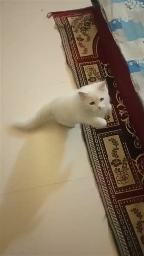 cat playing with chain😘🥰