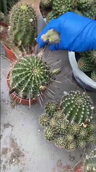 Essential Cactus Care Tips Every Plant Parent Should Know! 🌵