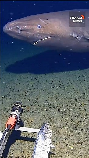Deep-sea camera captures shark in Antarctic Ocean for 1st time